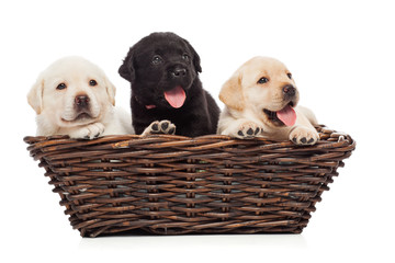 Labrador puppies in a basket