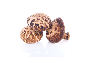 shiitake
