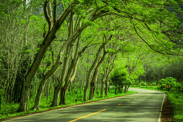 Beautiful road in the  beautiful trees