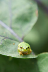 ニホンアマガエル　茄子の葉