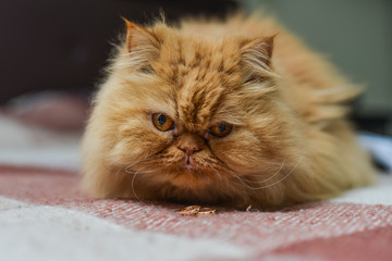 Shaggy red cat