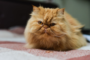 Fototapeta premium Shaggy red cat