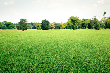 Grass fields and tree with sky