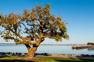 Photo sur Plexiglas Jetée Coral tree in the golden light of an autumn morning at Chula Vista Bayfront park with fishing pier and San Diego Bay in the background.  