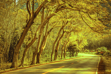 Naklejka na ściany i meble Beautiful road in the beautiful trees