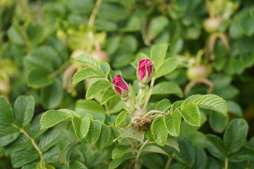 Coastal Roses