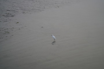 Shore Bird