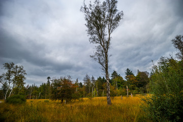 Landschaft des Nationalparks De Hoge Veluwe