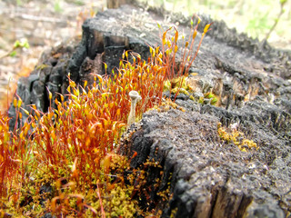 Common Haircap and lichen cladonia. Moss on a bog