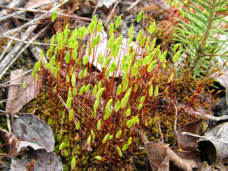 Common Haircap. Moss on a bog