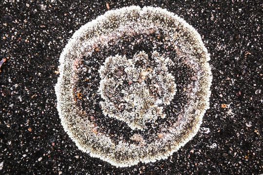 Flechte auf Asphalt