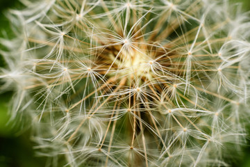Dandelion, mature inflorescence detail. macro photography