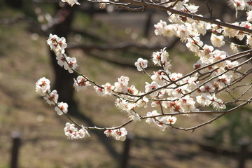 梅