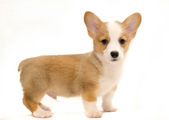 Baby corgi puppy on white background