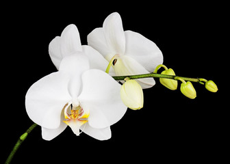 Fototapeta na wymiar Three day old white orchid on black background. Closeup.