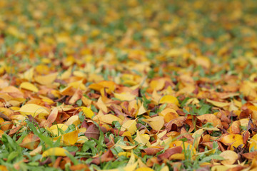 Yellow and brown leaves on the lawn in autumn.