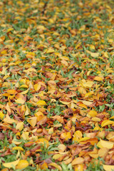 Yellow and brown leaves on the lawn in autumn.