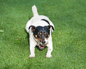 Jack Russell Terrier dog on nature background. Closeup.