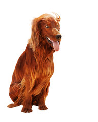Hunting irish setter sitting isolated on white background. Closeup.