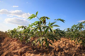 Cassava or manioc plant field.