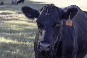 close up of black Angus cow