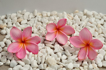 A row of pink frangipani flowers isolated on white pebbles