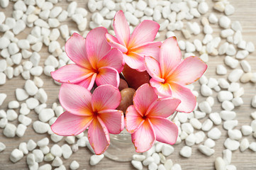 Fototapeta na wymiar A row of pink frangipani flowers isolated on a white pebble back