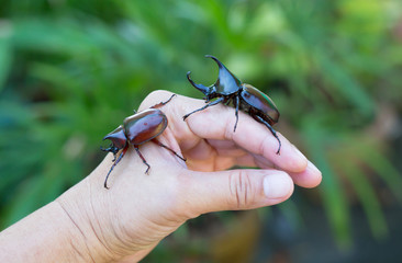 close up Rhinoceros beetle on hand