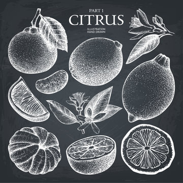 Vintage Ink hand drawn collection of citrus fruits sketch. Vector illustration of highly detailed citrus fruits on chalkboard