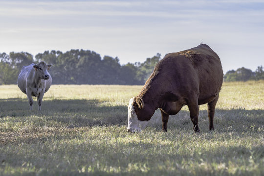 Two commercial brood cows