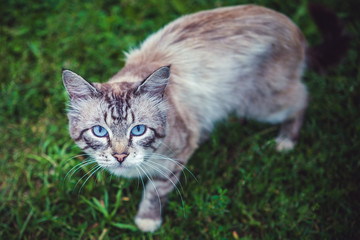 gray cat