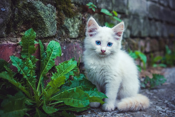 white kitten