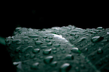leaf and water drop