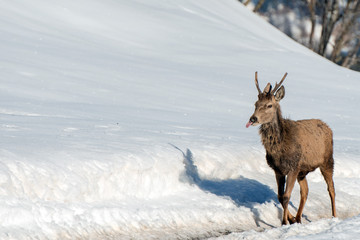 male deer portrait while looking at you on snow background