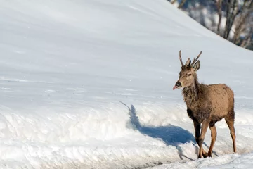 Crédence de cuisine en verre imprimé Cerf male deer portrait while looking at you on snow background