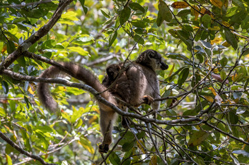 Common brown lemur with baby on back