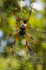 Golden silk orb-weaver on net