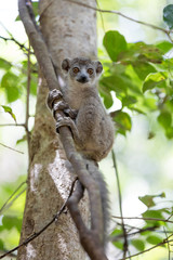 baby of crowned lemur Ankarana National Park