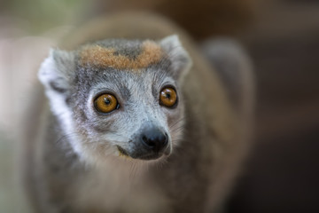 crowned lemur Ankarana National Park © ArtushFoto