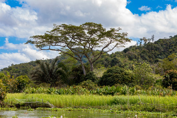 Madagascar river landscape