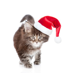 Walking small maine coon cat n red Christmas hat . isolated on white