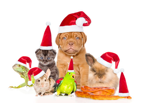 Large group of pets in red christmas hats. isolated on white 