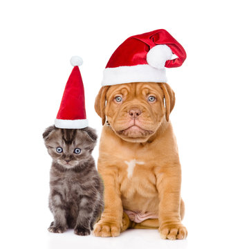 Sad puppy and small kitten in red santa hats sitting together. isolated on white