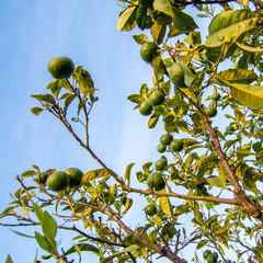 green limes on blue sky