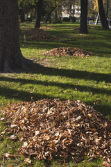 Piles of autumn leaves in the park