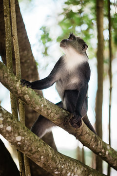 Vervet monkey climbing a tree