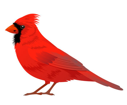 Northern Cardinal Bird