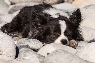 Obraz premium Chihuahua