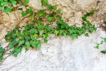 Nature background with ivy leaves