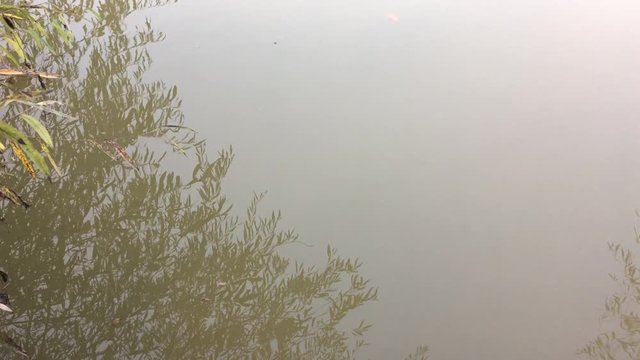 Morning fog on a calm river, tranquil scene on river, cold color toned image. Colorful reflection in water. Abstract background. 4K.